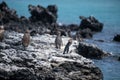 Penguins roost on the coast.Ecuado